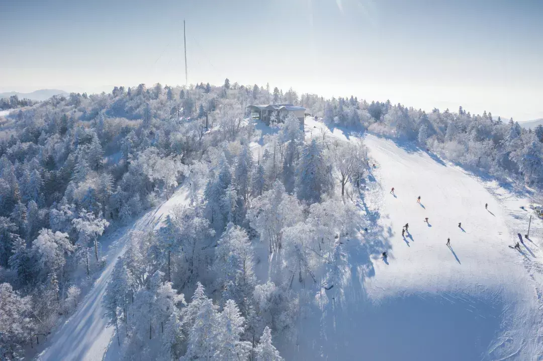 一条江、一把雪、一棵树 如何塑造了这座最“硬核”的冰雪之城？