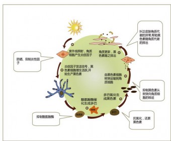 用了10瓶美白精华还是黑？试试毕生之研的完备方案吧！