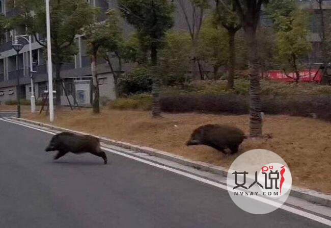 野猪误入南京地铁 具体情况曝光好搞笑