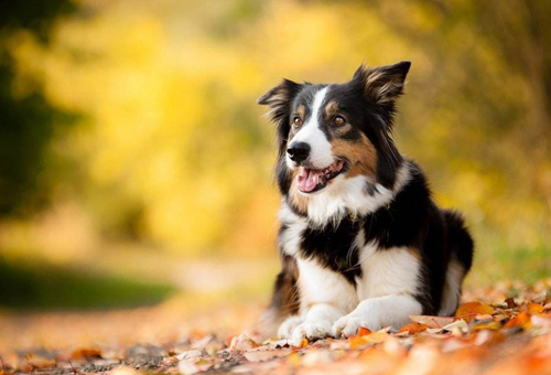  犬类智商排名 你家的狗狗排第几