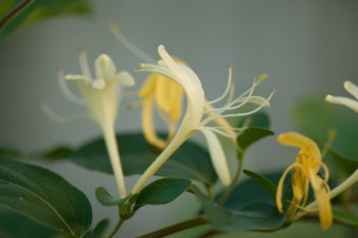 金银花洁面水